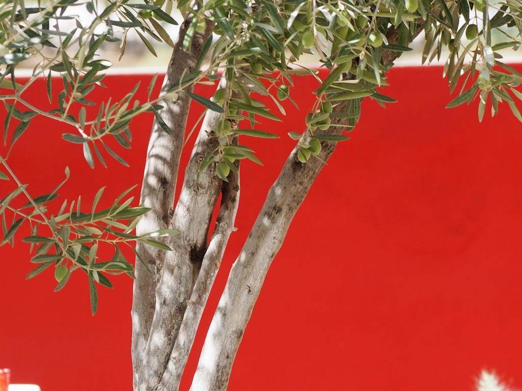 Dar Tifrouine Hotel Lalla Takerkoust Kültér fotó